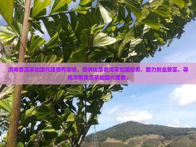 济南普洱茶加盟代理商有哪些