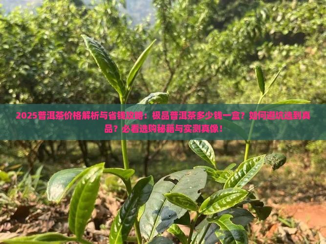极品普洱茶多少钱一盒