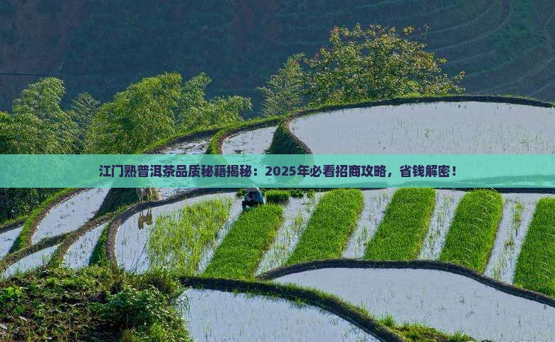 江门有品质的熟普洱茶招商