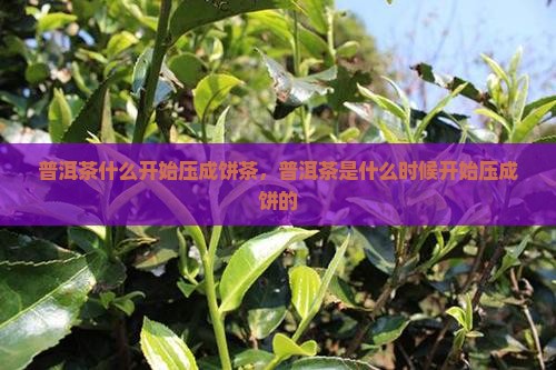 普洱茶什么开始压成饼茶