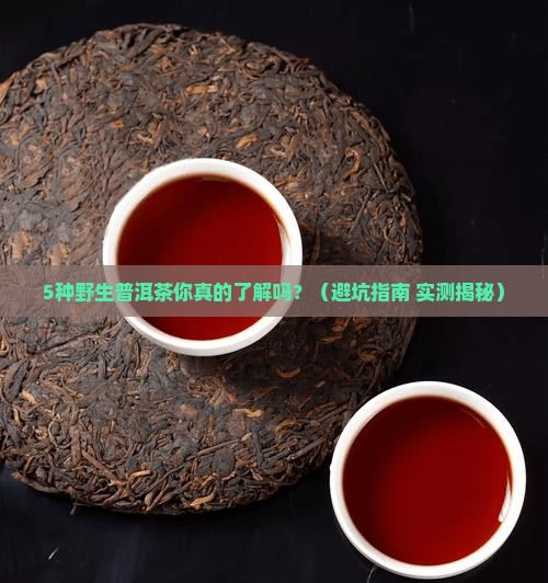 野生普洱茶有哪几种茶叶