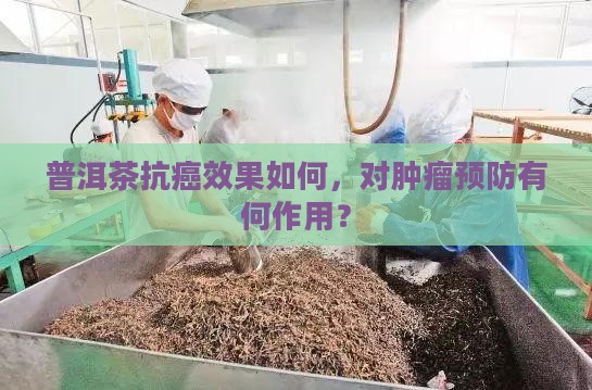 普洱茶可以预肿瘤吗