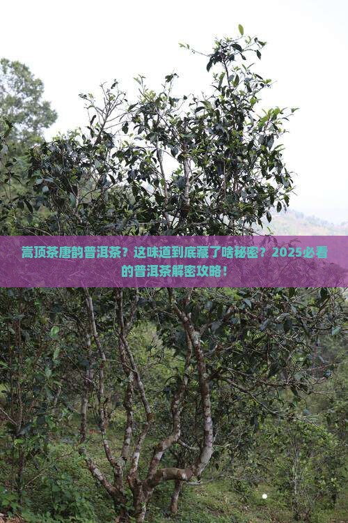 嵩顶茶唐韵普洱茶