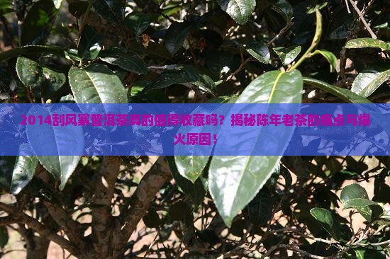 2014刮风寨普洱茶