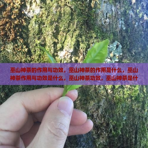 巫山神茶的作用