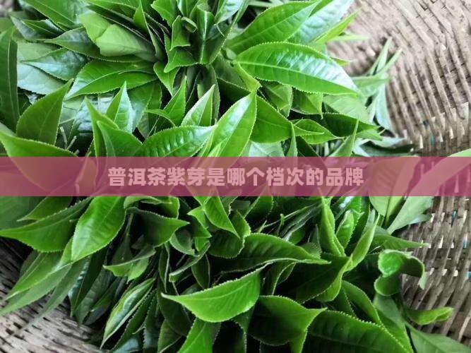 普洱茶紫芽是哪个档次的品牌