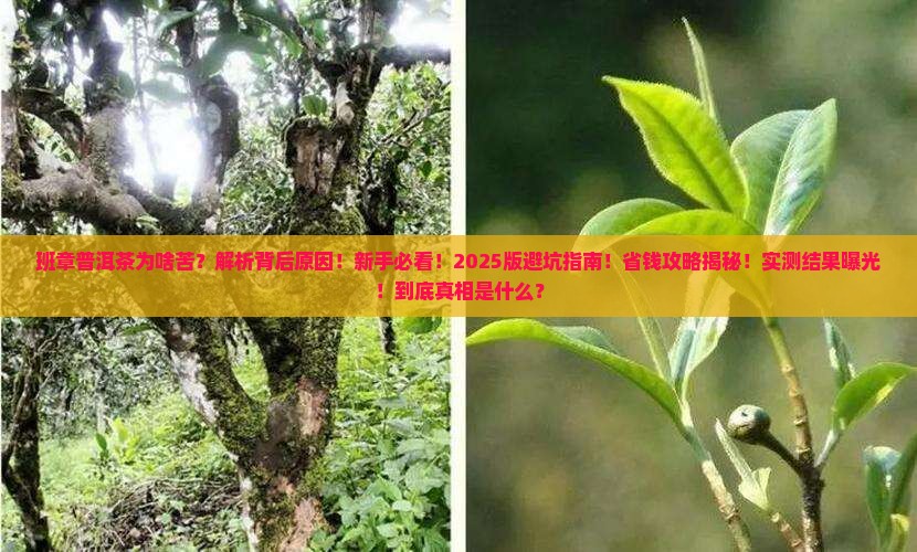 班章普洱茶为啥苦