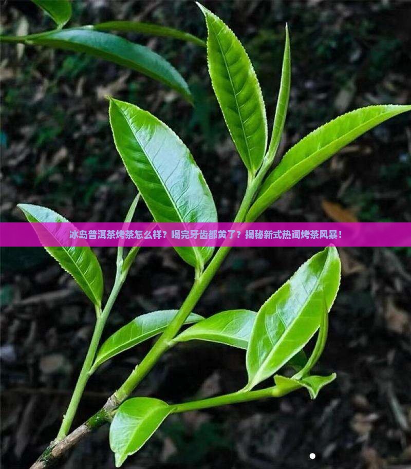 冰岛普洱茶烤茶怎么样