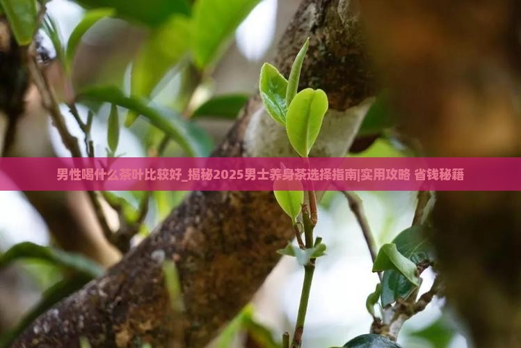 男性喝什么茶叶比较好