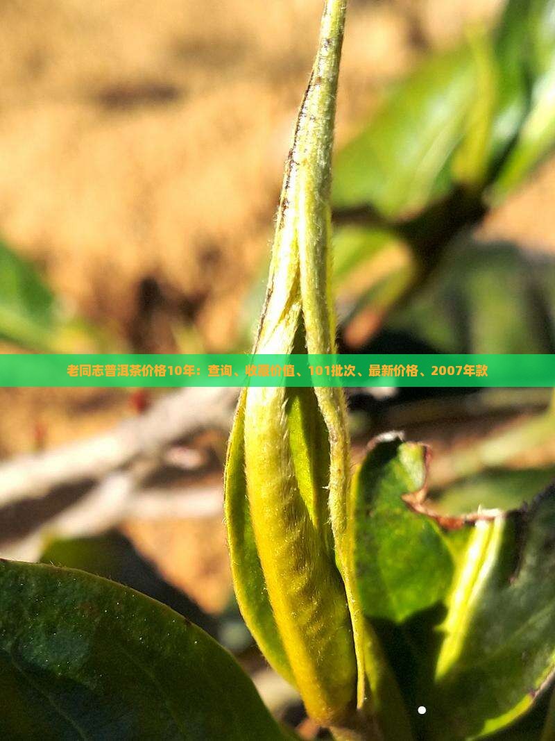 老同志普洱茶价格10年