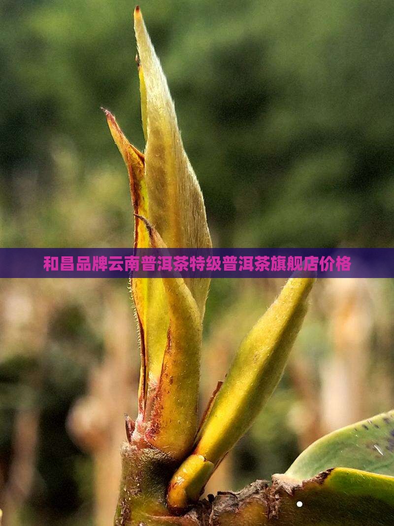 宝和昌普洱茶旗舰店