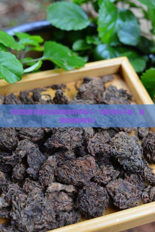 同源型普洱茶的功效