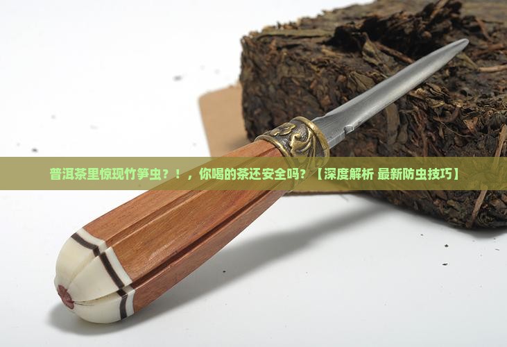 普洱茶中为什么出现竹笋虫