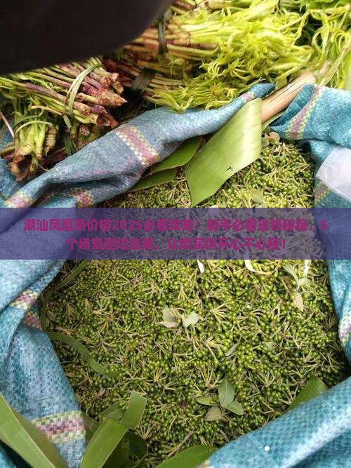潮汕凤凰茶价格