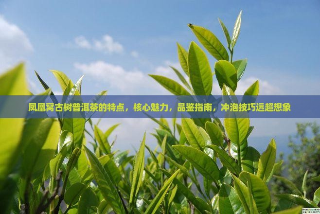 凤凰窝古树普洱茶的特点
