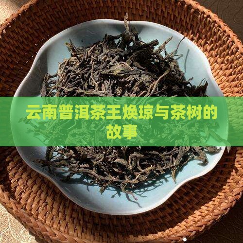 云南普洱茶王焕琼