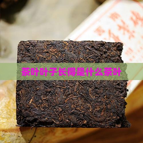 茶叶叶子长得是什么茶叶