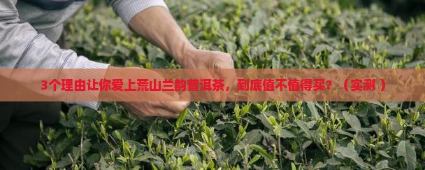 荒山兰韵普洱茶