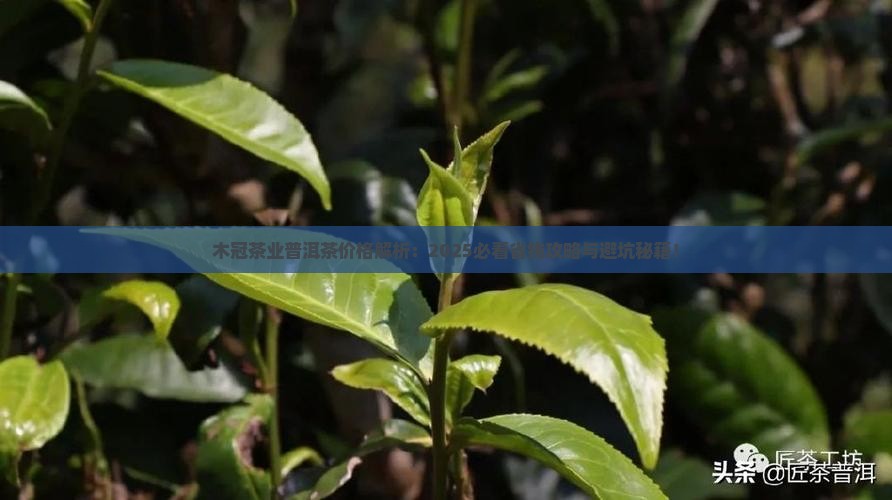 木冠茶业普洱茶价格