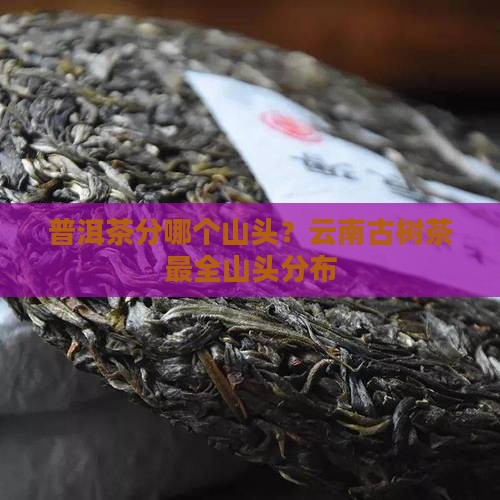 普洱茶分哪个山头