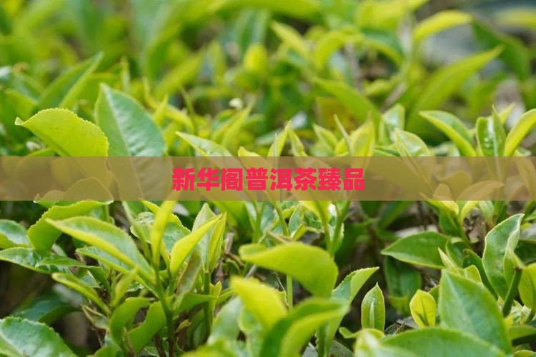 新华阁普洱茶臻品