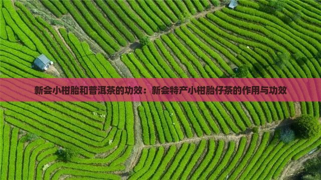 新会小柑胎和普洱茶的功效