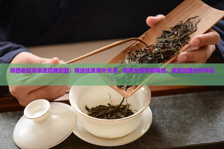 陕西老班章渠道招商加盟