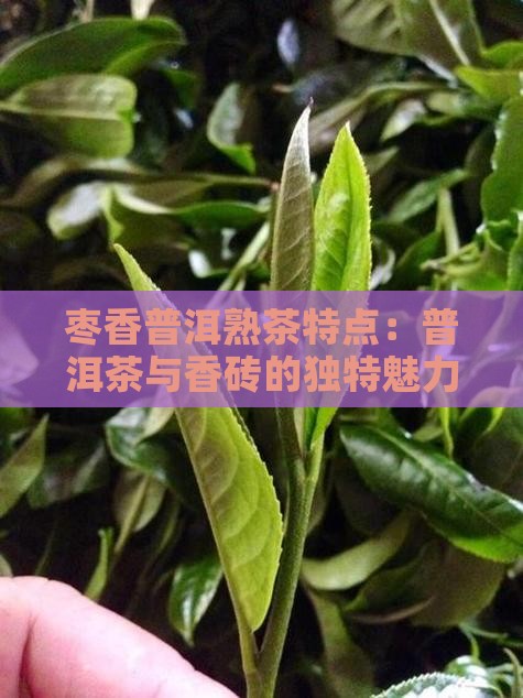 枣香砖普洱熟茶特点