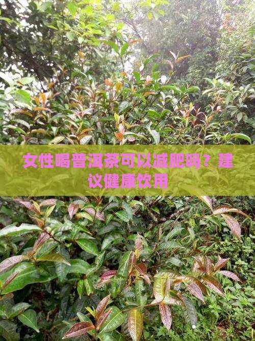 女士喝普洱茶真能减肥吗