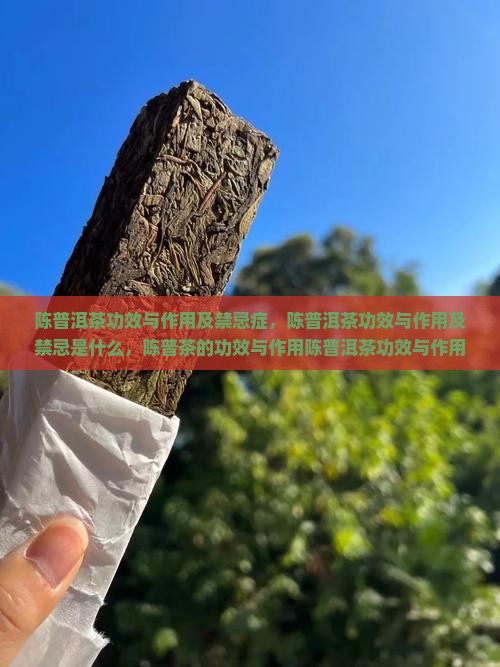 陈普洱茶功效与作用及禁忌