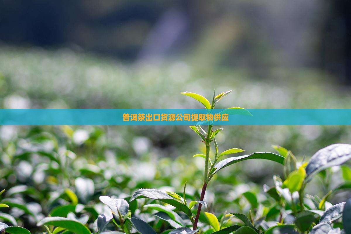 普洱茶出口货源