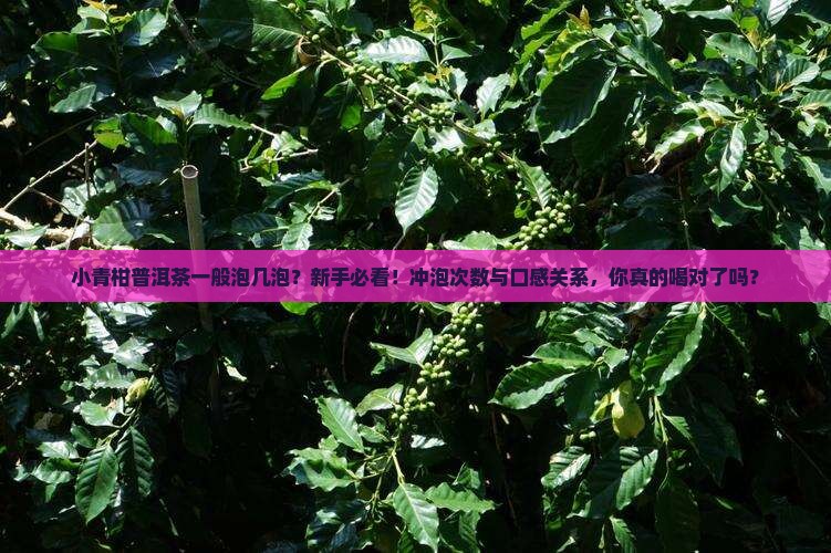 小青柑普洱茶一般泡几泡