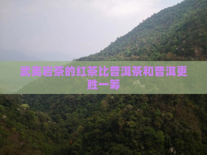 武夷山红茶比普洱茶好喝