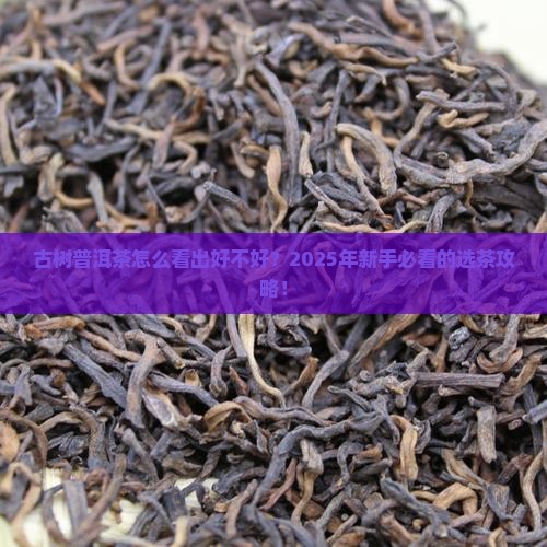 古树普洱茶怎么看出好不好