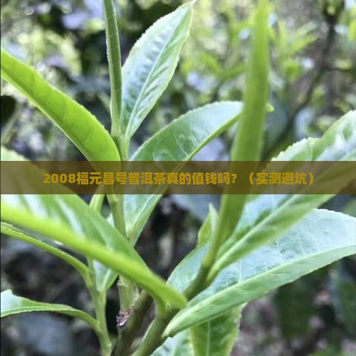 2008福元昌号普洱茶