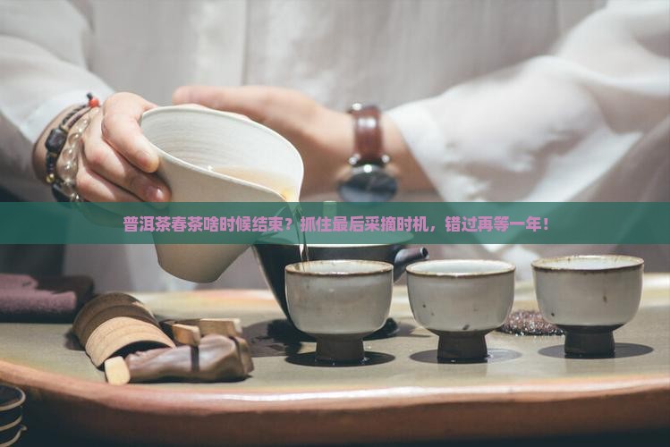 普洱茶春茶啥时候结束