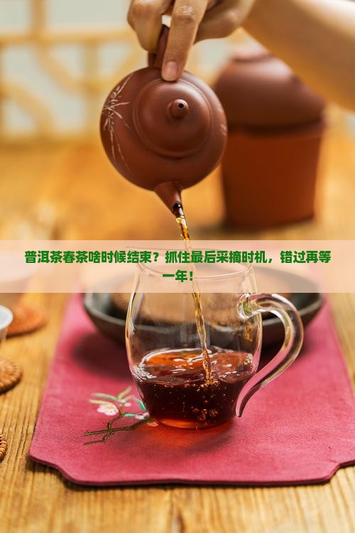 普洱茶春茶啥时候结束