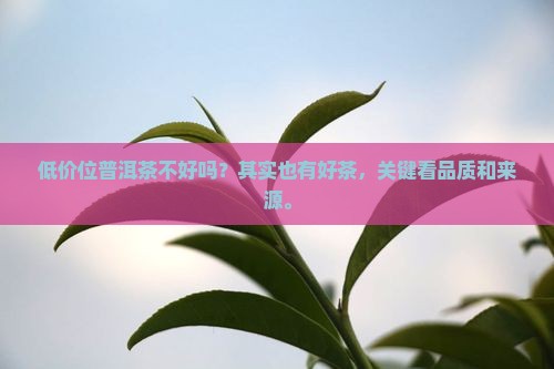 低价位普洱茶不好吗