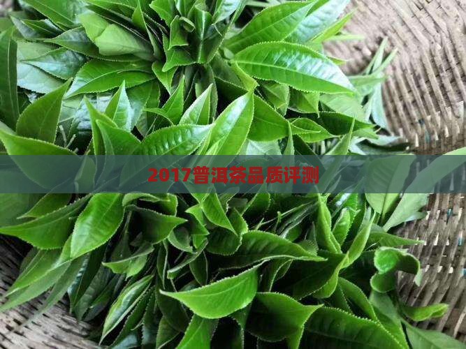 2017普洱茶品质