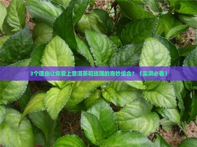普洱茶和玫瑰的作用