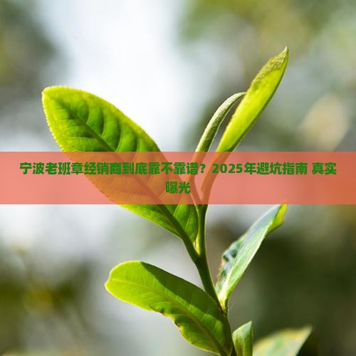 宁波老班章经销商