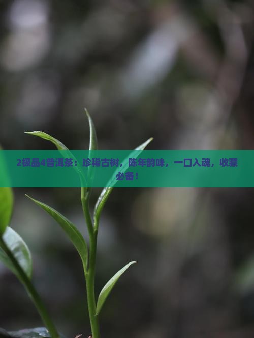 2极品4普洱茶