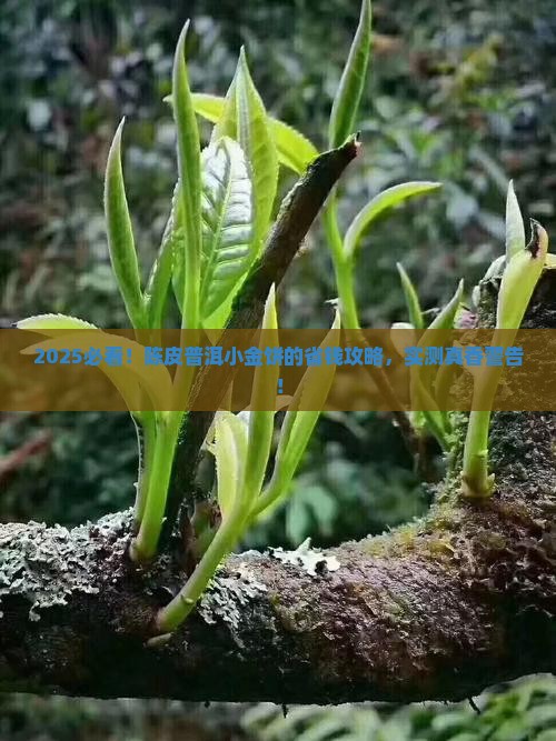 陈皮普洱茶小金饼
