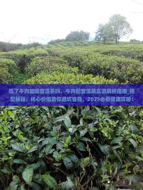 吃了牛肉能喝普洱茶吗