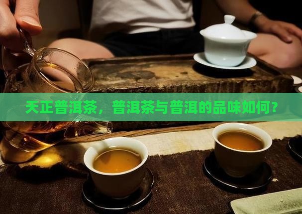 天正普洱茶好嘛