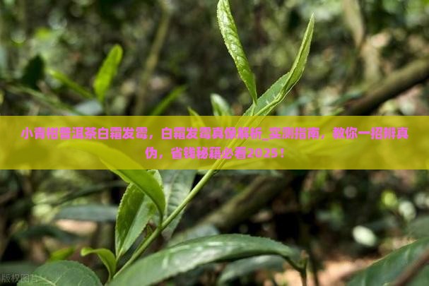 小青柑普洱茶白霜发霉