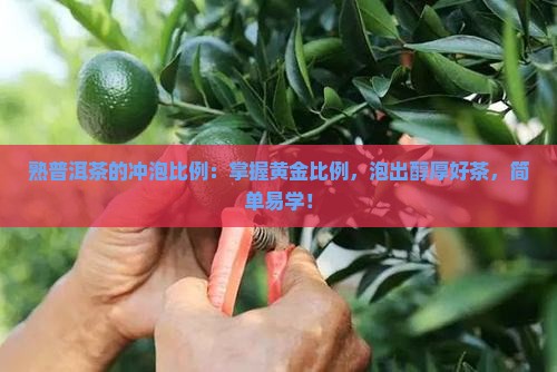 熟普洱茶的冲泡比例