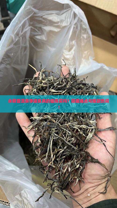 永明普洱茶李德良