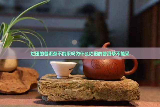 烂田的普洱茶不能采吗