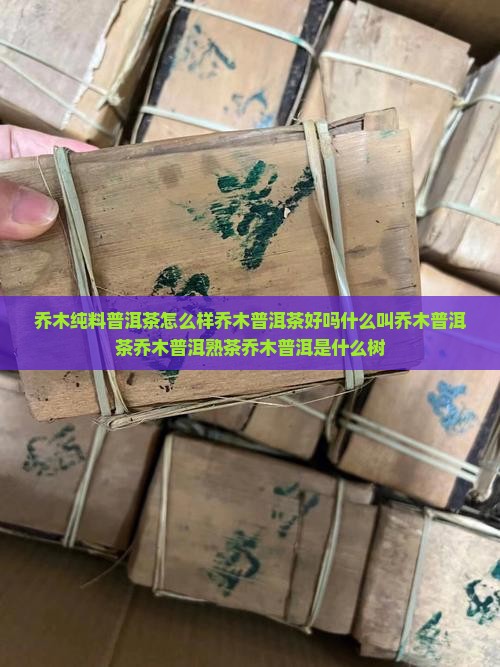 乔木纯料普洱茶